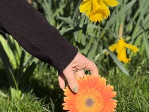 A Celebrate Lives Lived Gerbera in the gardens at St Giles Hospice