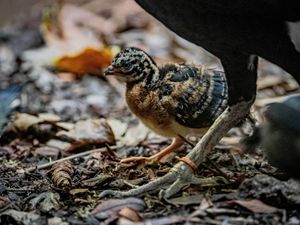 Supporting image for story: Chicks from ‘one of the world’s rarest’ bird species born at Chester Zoo
