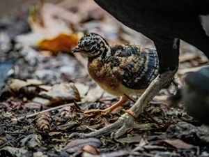 Supporting image for story: Chicks from ‘one of the world’s rarest’ bird species born at Chester Zoo