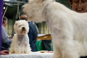 West Highland Terrier dogs are prepared for show at the Birmingham National Exhibition Centre (NEC) during the final day of the Crufts Dog Show. PA Photo. Issue date: Sunday March 8, 2020. See PA story ANIMALS Crufts. Photo credit should read: Jacob King/PA Wire.