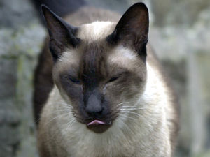 Supporting image for story: Peter Rhodes on the irritating Mr Cratchit, a princess's unpaid bill and more Brexit silliness