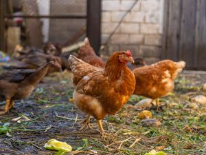 Chickens and ducks on a farm