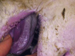 Supporting image for story: First case of Bluetongue disease in Staffordshire after cow tests positive