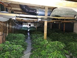 Supporting image for story: Police uncover 100 cannabis plants growing at Market Drayton business unit