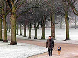 Supporting image for story: How could you leave dog to die?