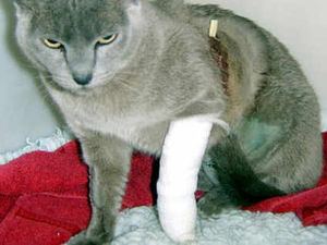 Supporting image for story: Phoney Rugeley vets treated sick animals