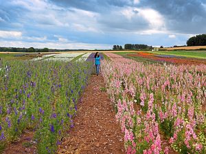Supporting image for story: Flower power! Shropshire's confetti fields