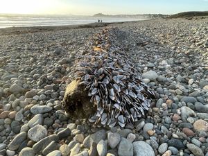 Supporting image for story: Walker finds 'alien-like' sea creatures on popular beach - and they're worth 'thousands'