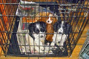 Puppies kept by Debbie and Neil Harper, who ran an illegal 'pet shop'
