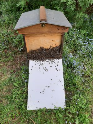 The swarm from Quatt