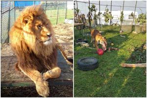 A lion and tiger being kept at Streetway Farm