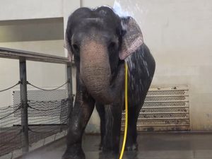 Supporting image for story: Scientists amazed as zoo elephant uses water hose to shower herself