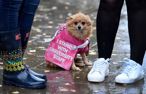 Darcy the dog shows her support