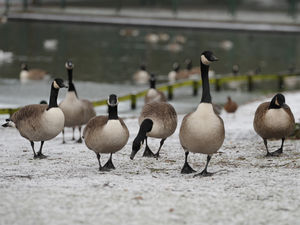 Supporting image for story: Dead geese in Bridgnorth spark fears of bird flu
