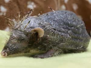 Supporting image for story: Meet the hedgehog who lost his spikes - and is being massaged back to good health in Shropshire