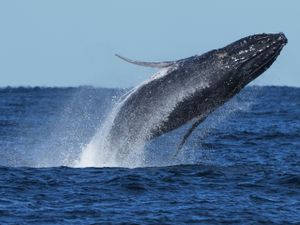 Supporting image for story: Commuter traffic stops for whales on Australia’s humpback highway