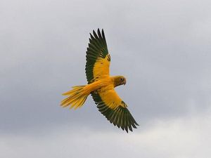 Supporting image for story: Appeal launched after 'gust of wind' knocks exotic birds off course from zoo