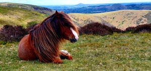 One of the wild horses