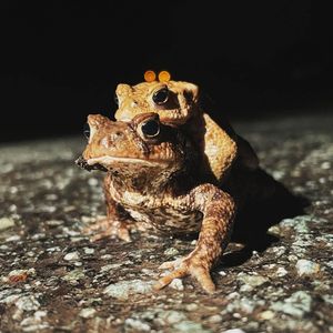 Toads on their way to the mere