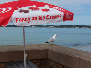 Supporting image for story: Peter Rhodes: A big debate on seagulls, but no debate on bombing Syria