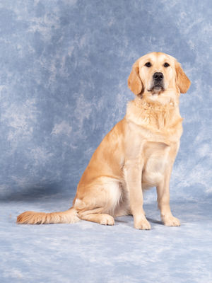 Guide dog mum Millie, one of the mums Sandra Boden gave a permanent home to. Picture: Guide Dogs