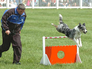 Supporting image for story: Staffordshire County Show - in pictures