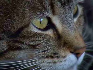 Supporting image for story: Make more poppies