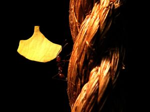Supporting image for story: Ant agriculture started 66 million years ago, study suggests
