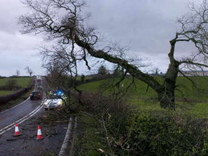 Supporting image for story: Trees uprooted and roads closed in 70mph gales chaos