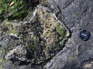 Supporting image for story: Stegosaurs roamed on Skye 170 million years ago, research finds