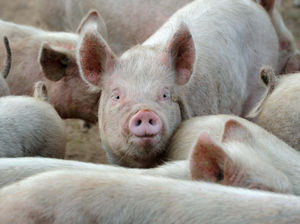 Supporting image for story: Pig farm relocation thrown into doubt as housing plans are refused