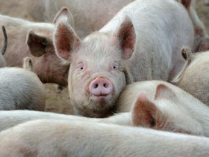 Supporting image for story: Pig farm relocation thrown into doubt as housing plans are refused