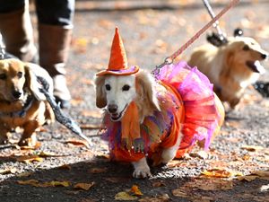 Supporting image for story: Doggy dress-up: Dachshunds in creepy costumes take over Shrewsbury's Quarry for Halloween walkabout
