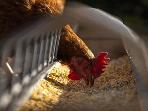 Supporting image for story: 1.5-million-birds-a-year chicken farm plan near Bridgnorth is withdrawn