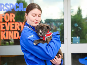 Supporting image for story: RSPCA appeal after neglected puppy fly-tipped in the snow in Smethwick
