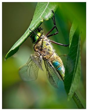 Seeking Shade by Stefan Waldendorf