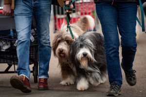 Bearded collies arrive at the Birmingham National Exhibition Centre (NEC) for the third day of the Crufts Dog Show. PA Photo. Issue date: Saturday March 7, 2020. See PA story ANIMALS Crufts. Photo credit should read: Jacob King/PA Wire.