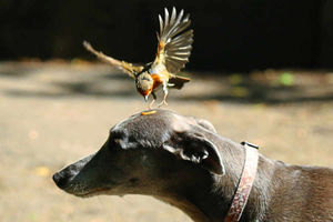 Supporting image for story: Pictures: Whippet Inca has a new feathered friend
