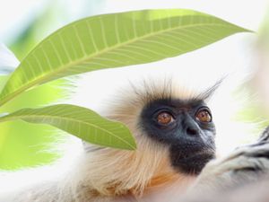 Supporting image for story: Go wild for Wolverhampton photo exhibition - in pictures