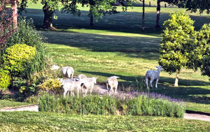 The sheep on the fairway at Bridgnorth Golf Course (Picture Angela Garbett)