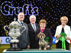 Supporting image for story: Crufts to return to Birmingham for 2021
