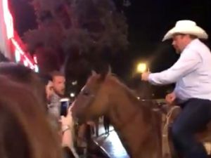 Supporting image for story: Watch: This actual horse walking into a bar is making jokes a reality