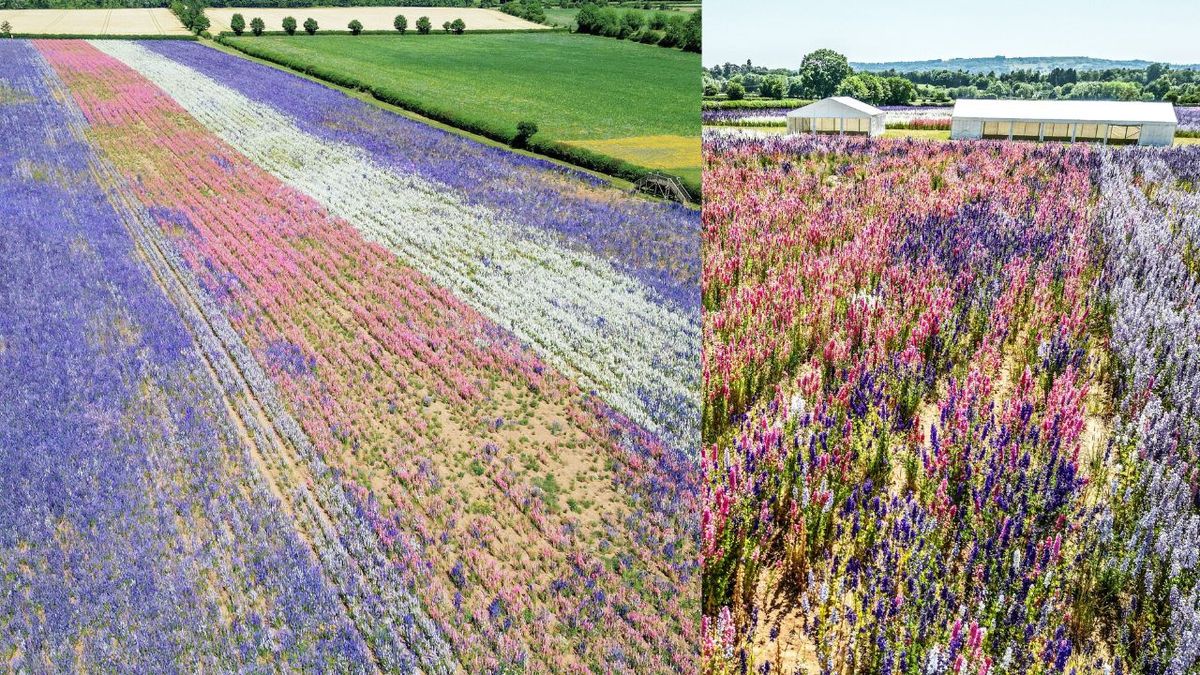 Hidden-gem vibrant confetti field in the West Midlands loved by celebs could be perfect summer’s day activity