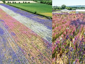 Supporting image for story: Hidden-gem vibrant confetti field in the West Midlands loved by celebs could be perfect summer’s day activity