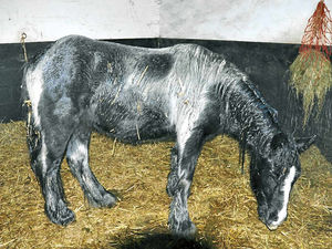 Supporting image for story: Petrol-soaked horse rescued from gang of yobs in Sedgley