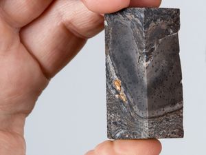 Supporting image for story: Fossil of dead-end branch of life which became extinct to go on display