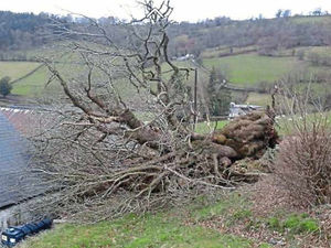 Supporting image for story: Fallen tree on Shropshire border helps restaurant promote its latest tasty dish