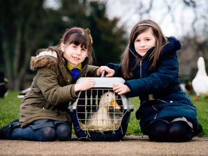 Supporting image for story: Like a duck to water