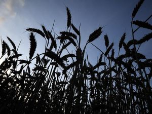 Supporting image for story: Global food crops at risk from changing rainfall patterns