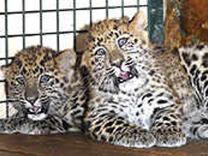 Supporting image for story: Cubs set to be just purr-fect